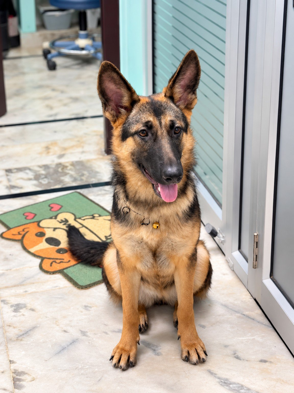 German Shepherd visiting JAKCURE Pet Care and Clinic