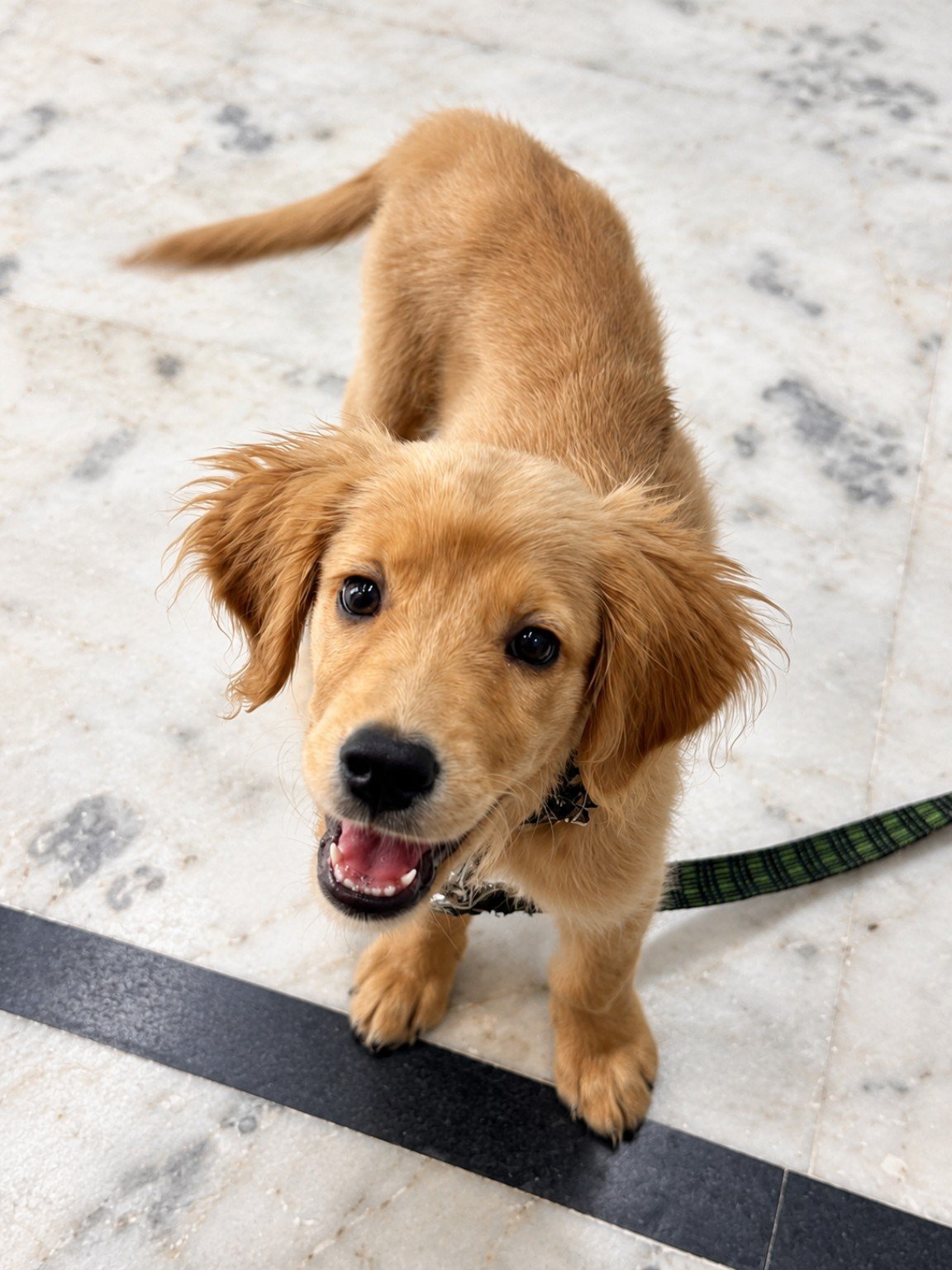Golden puppy visiting JAKCURE Pet Care and Clinic