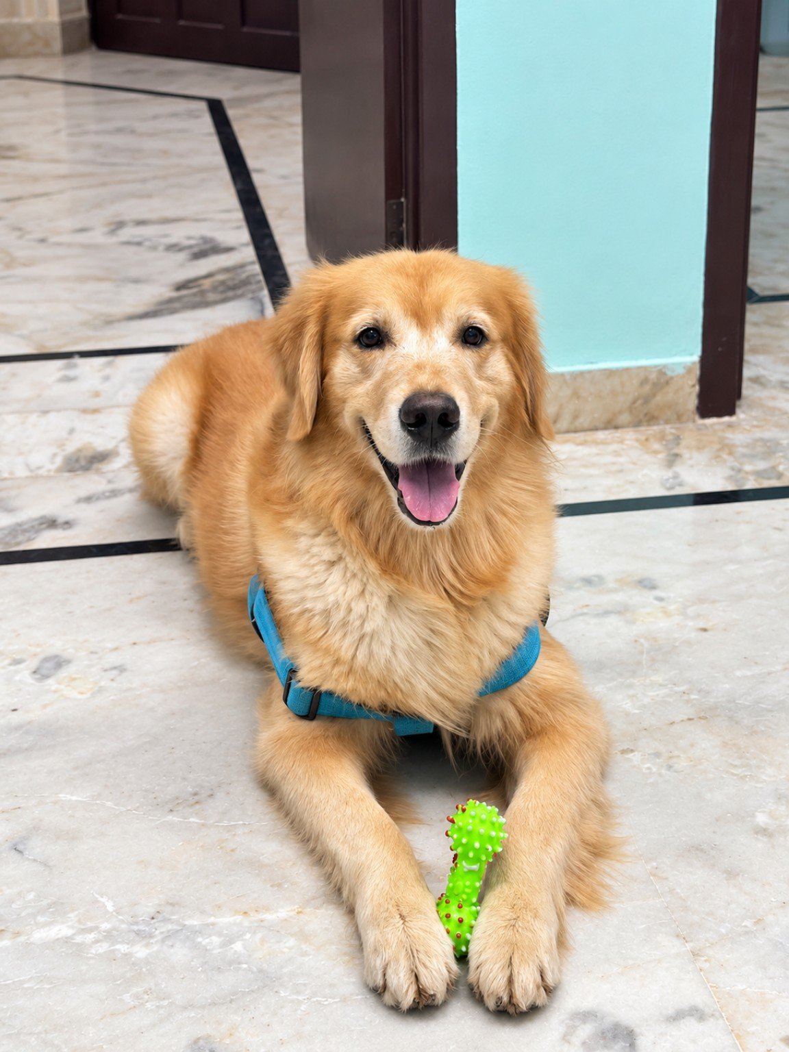 Golden Retriever at JAKCURE Pet Care and Clinic