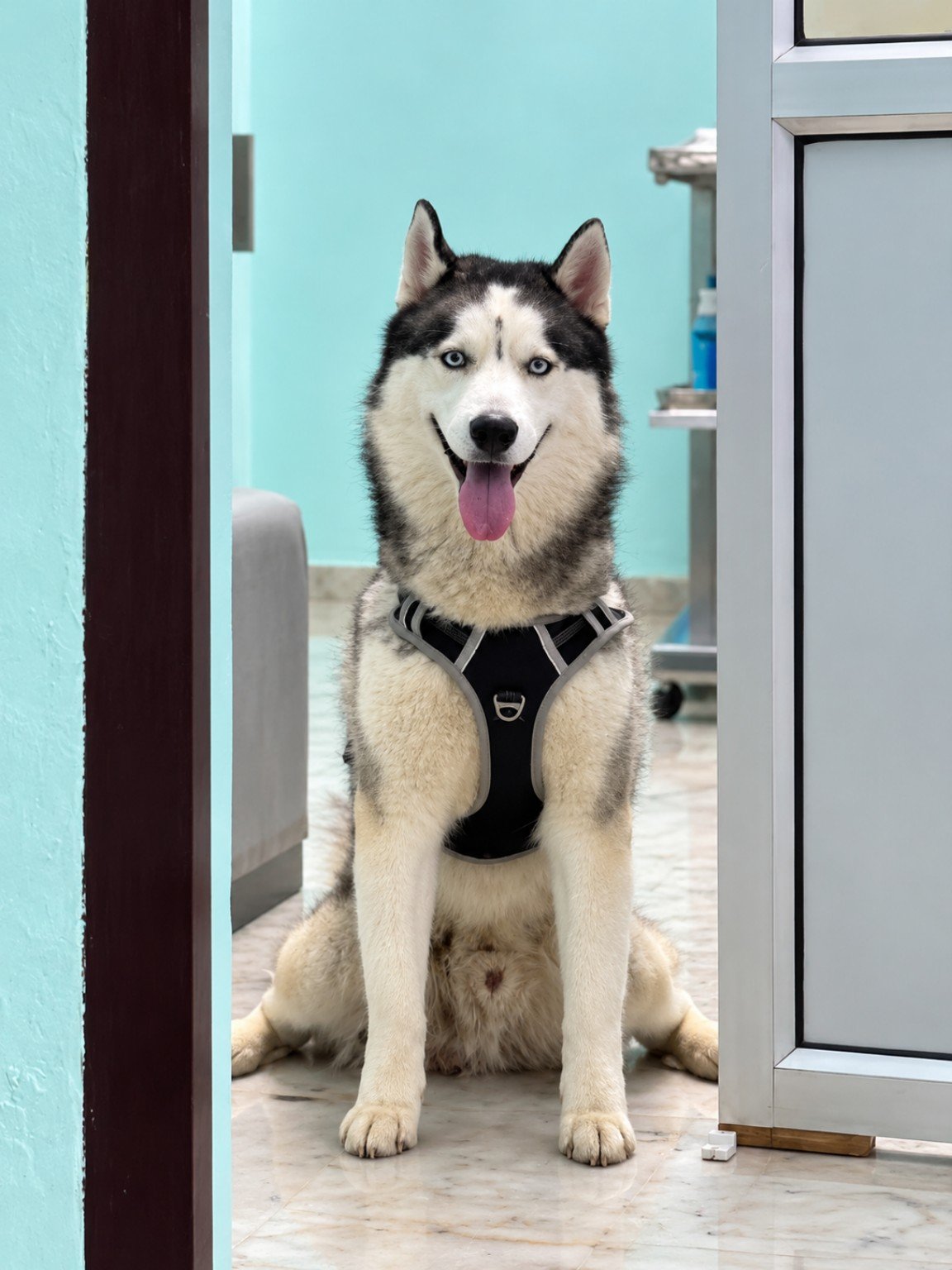 Husky visiting JAKCURE Pet Care and Clinic