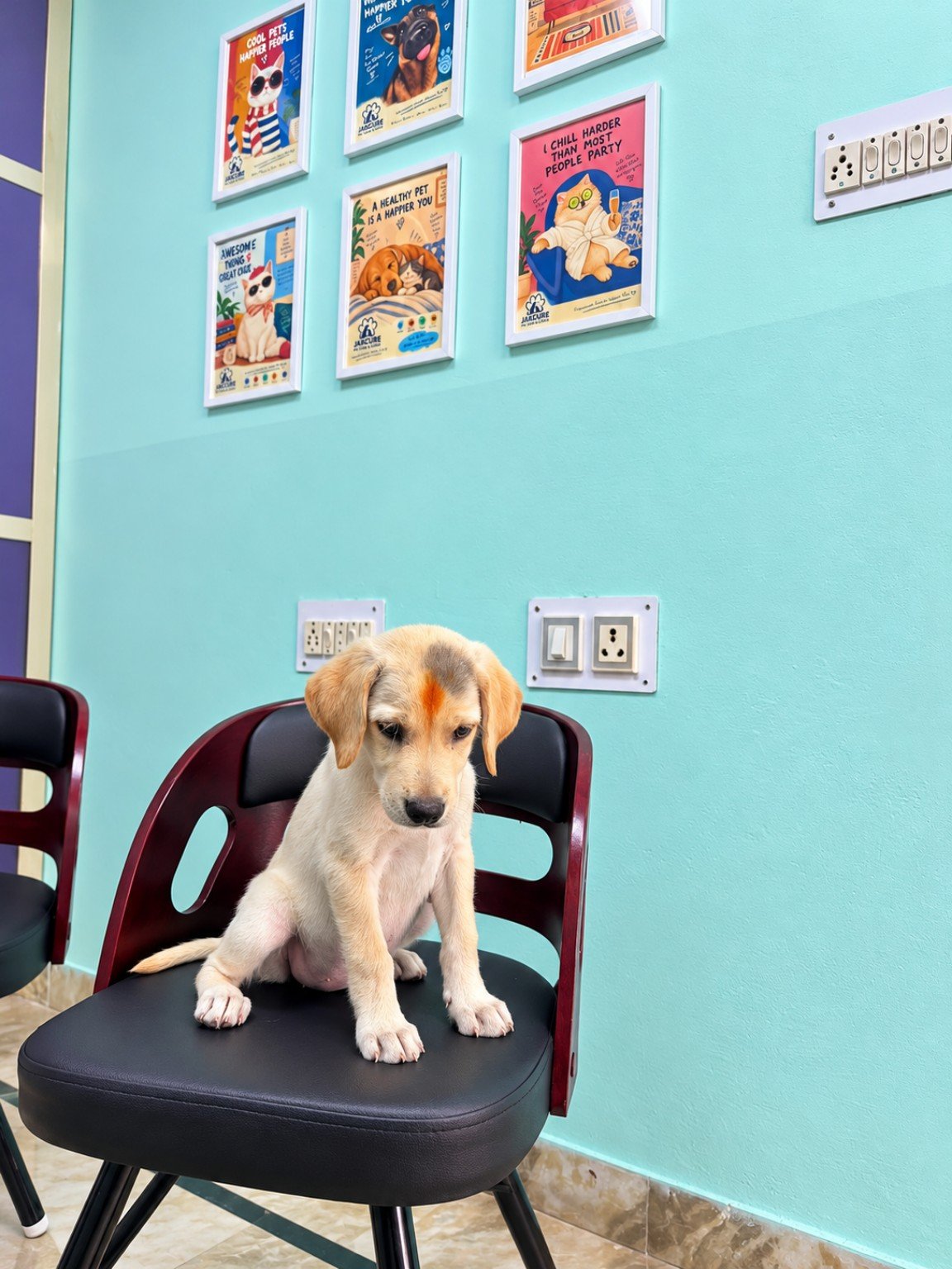 Puppy in the JAKCURE clinic waiting area